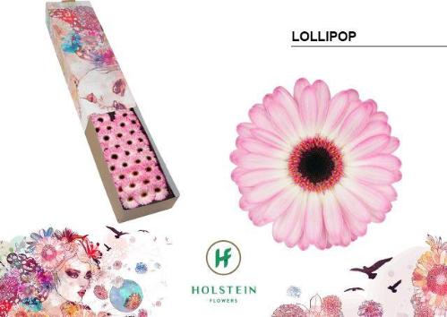 Gerbera mini 'Lollipop'