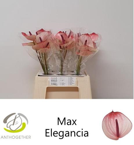Anthurium Andreanum Grp Maxima Elegancia