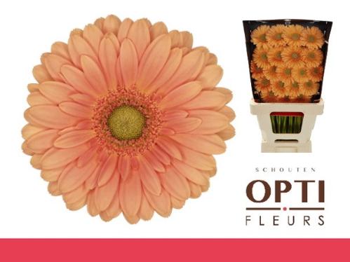 Gerbera mini Cava