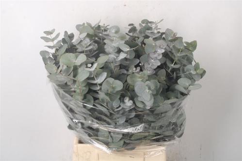 Eucalyptus per bos cinerea