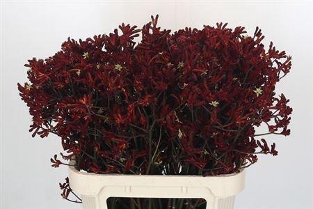 Anigozanthos flavidus 'Bush Ruby'