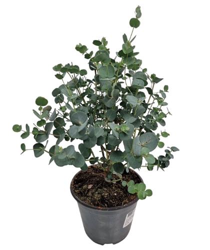 Eucalyptus gunnii