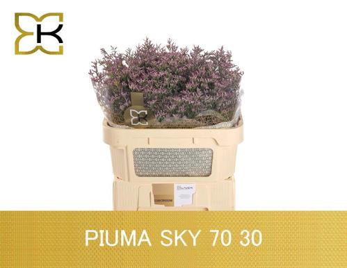 Limonium Safora Pink Sky