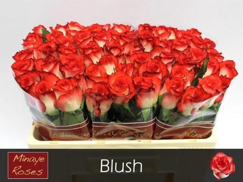 Rosa grootbloemig Blush