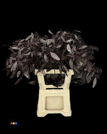 Eucalyptus cinerea kleurbehandeld per bos H%