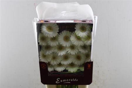 Gerbera mini Albino