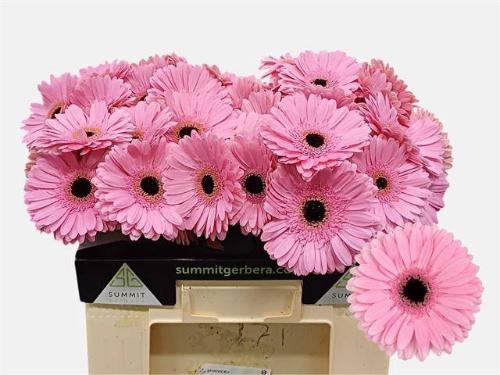 Gerbera grootbloemig Shanice+