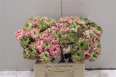 Ranunculus asiaticus 'Pon-Pon Hermione'