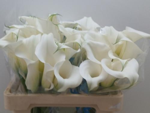 Zantedeschia Pure Art