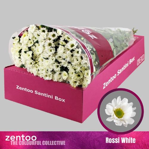 Chrysanthemum Indicum Grp tros santini 'Rossi White'