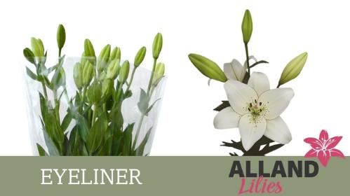 Lilium Aziatische Grp 'Eyeliner'
