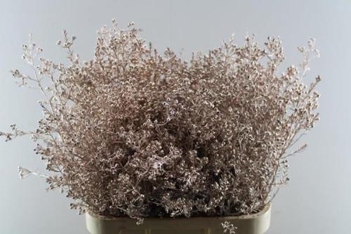 Chamelaucium kleurbehandeld H%