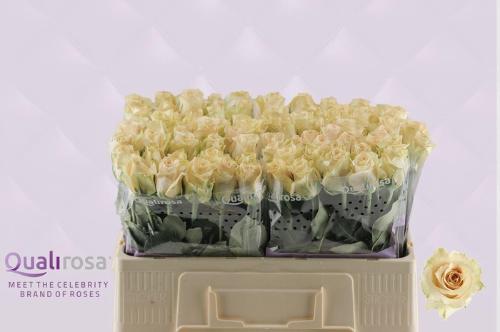 Rosa grootbloemig Quicksand