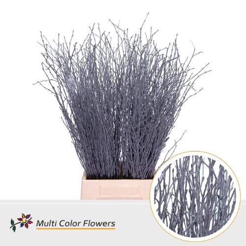 Betula kleurbehandeld H%