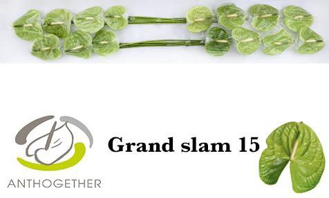 Anthurium (Andreanum Grp) Grand Slam