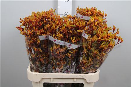 Anigozanthos 'Gold Fever'