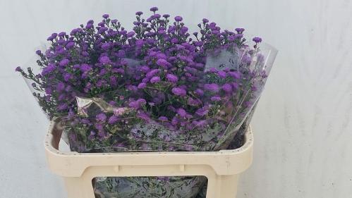 Aster Novi-belgii Grp Astee Parade