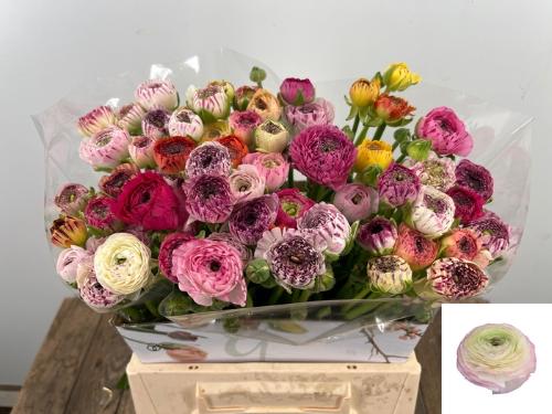 Ranunculus asiaticus 'Andrea Cappuccino'