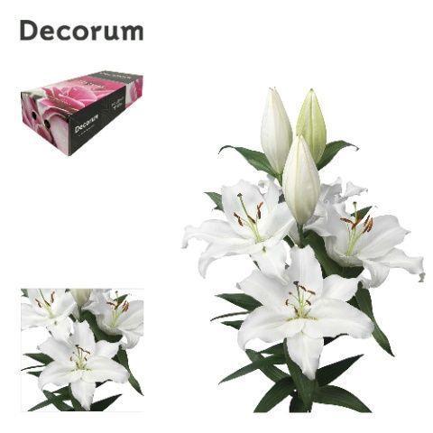 Lilium Oriental Grp 'Severn'