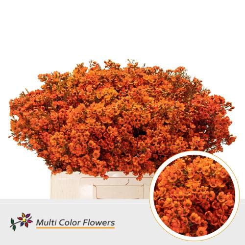 Chamelaucium kleurbehandeld H%