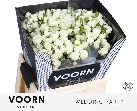 Rosa tros Wedding Party