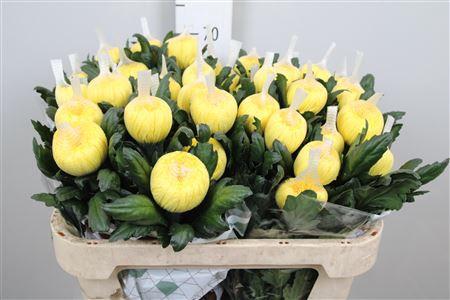 Chrysanthemum Indicum Grp geplozen kas Pjotr