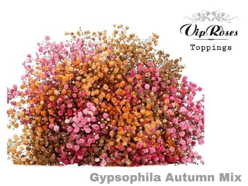 Gypsophila overig kleurbehandeld H%