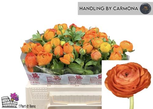 Ranunculus asiaticus 'Elegance Orange'