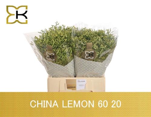 Limonium sinense China Lemon