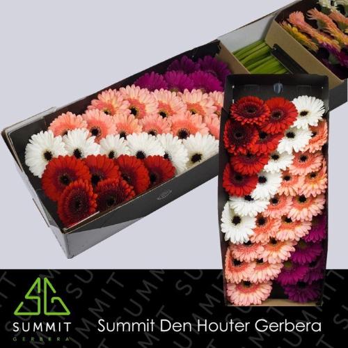 Gerbera mini gemengd op rij