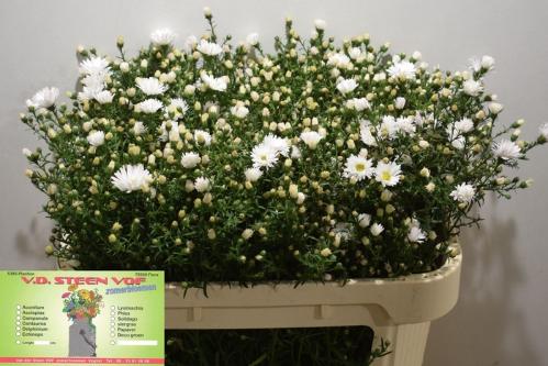 Aster overig