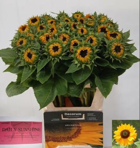 Helianthus annuus 'Sunrich Provence'
