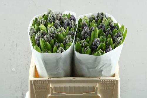 Hyacinthus orientalis 'Atlantic'