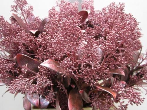 Skimmia per bos overig kleurbehandeld H%