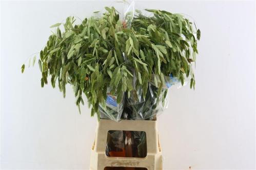 Chasmanthium latifolium