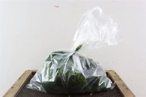 Chamaecyparis obtusa 'Nana Gracilis'