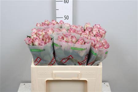 Rosa grootbloemig Memory Lane!