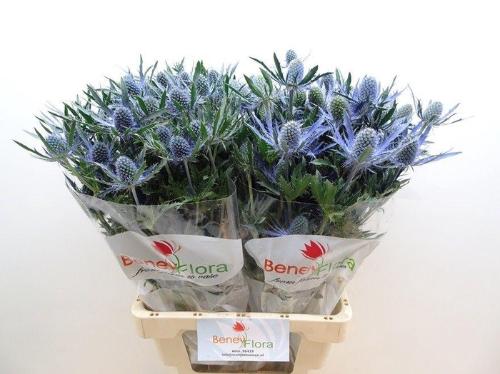Eryngium Magical Blue Lagoon