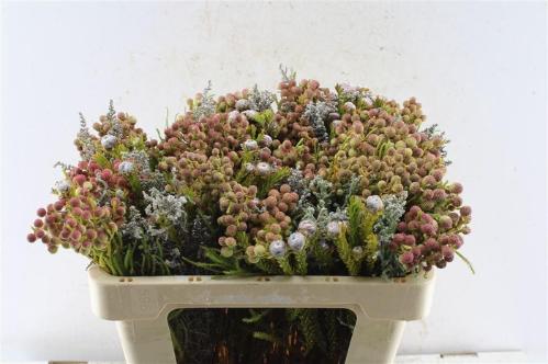 Kaaps groen gemengd in bos