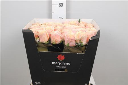 Rosa grootbloemig Bellini!