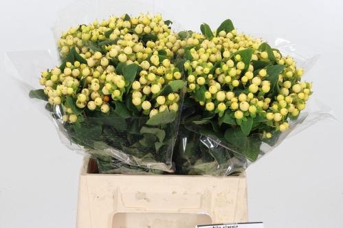 Hypericum x inodorum Magical Snowprince