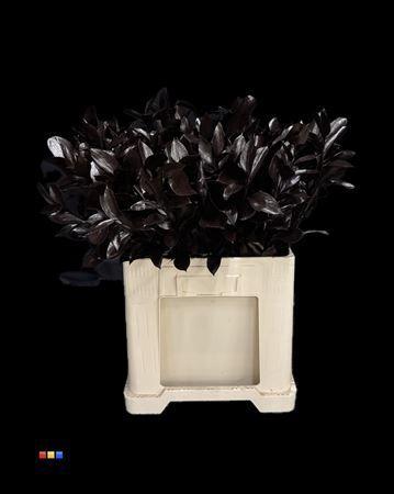 Ruscus kleurbehandeld H%