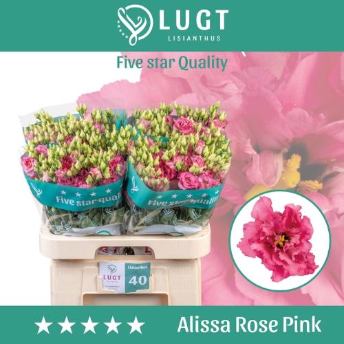 Eustoma russellianum gevuldbloemig 'Alissa Rose Pink'