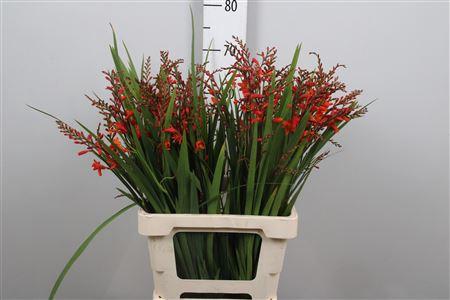 Crocosmia 'Red King'