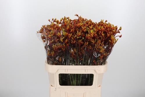 Anigozanthos 'Gold Fever'