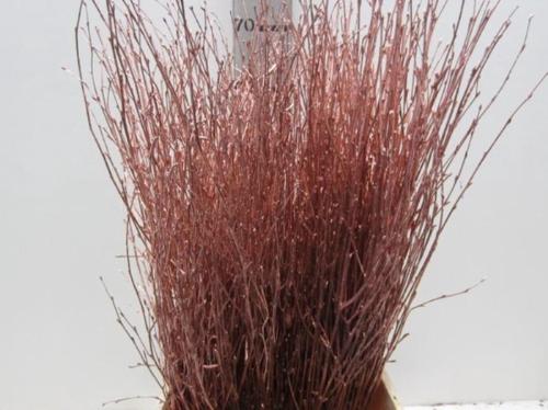 Betula kleurbehandeld H%