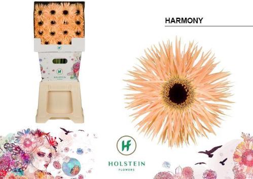 Gerbera grootbloemig spinvormig Gerspider Harmony