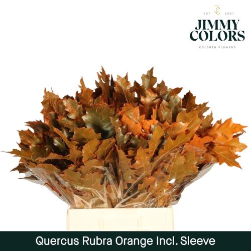 Quercus rubra kleurbehandeld H%