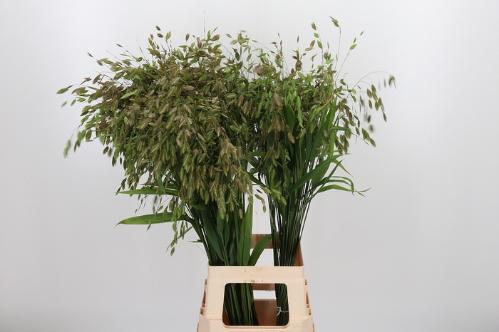 Chasmanthium latifolium