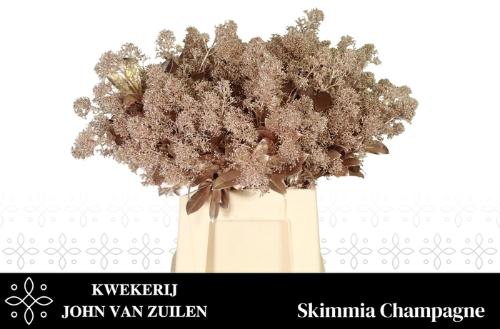 Skimmia per bos overig kleurbehandeld H%